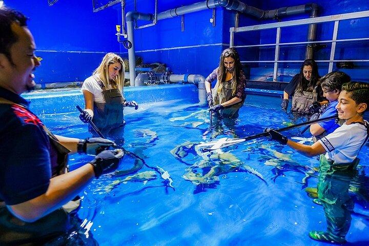 Tickets für das Dubai Mall Aquarium und den Unterwasserzoo mit Transfer