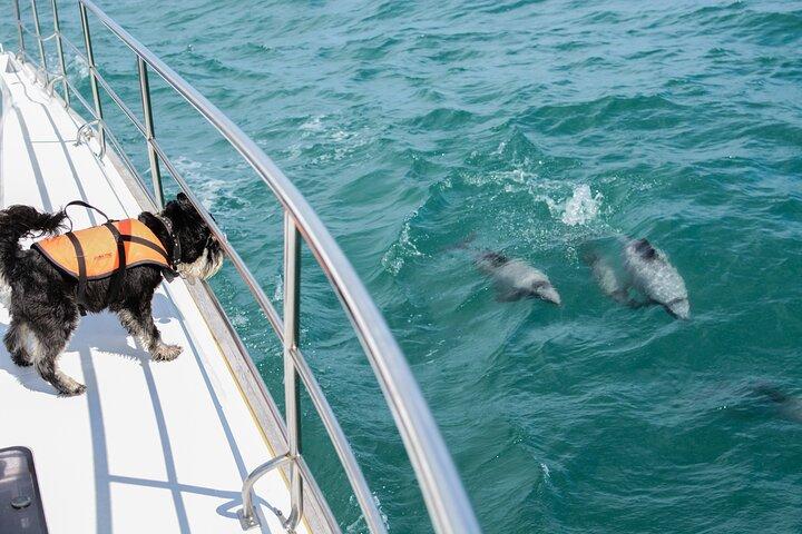 Akaroa Dolphins ~ Croisière dans la nature du port