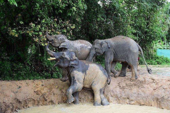 サムイ島：最大の象の保護区、エレファントネイチャーケア