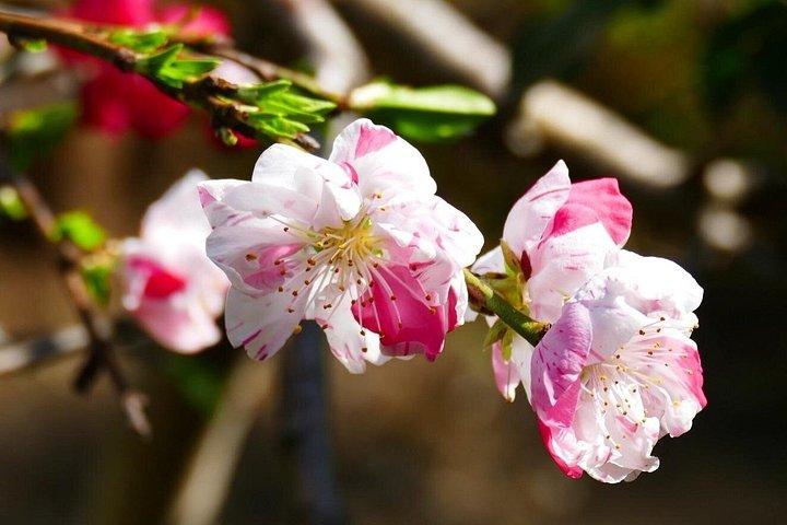 自家用車で行く東京の桜ツアー
