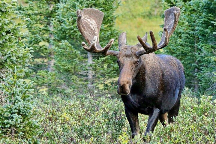 Half-Day Rocky Mountain National Park "Lake and Meadows Tour"