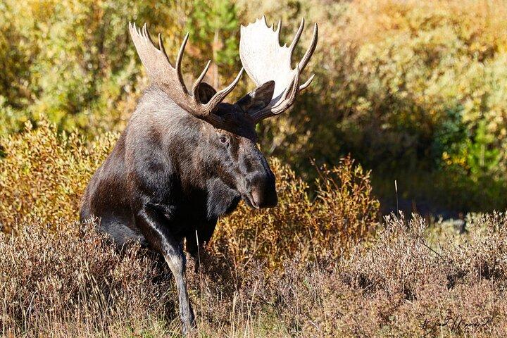 Heldags Rocky Mountain National Park "Over The Top Tour" - RMNPhotographer