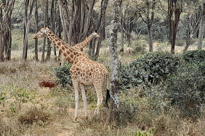 Day Tour to Nairobi national park, Elephants, and Giraffe Center