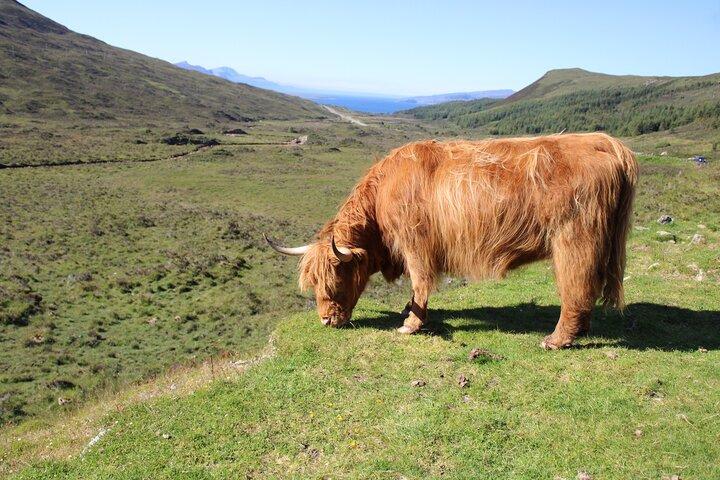 Udforsk Isle of Skye i en hel dags tur