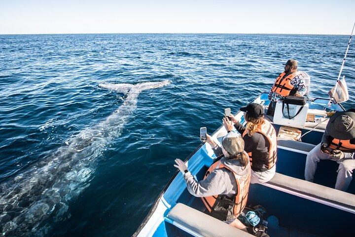 Grey Whale Watching Tour met mariene bioloog en kleine groep