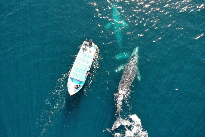 Grey Whale Watching Tour met mariene bioloog en kleine groep