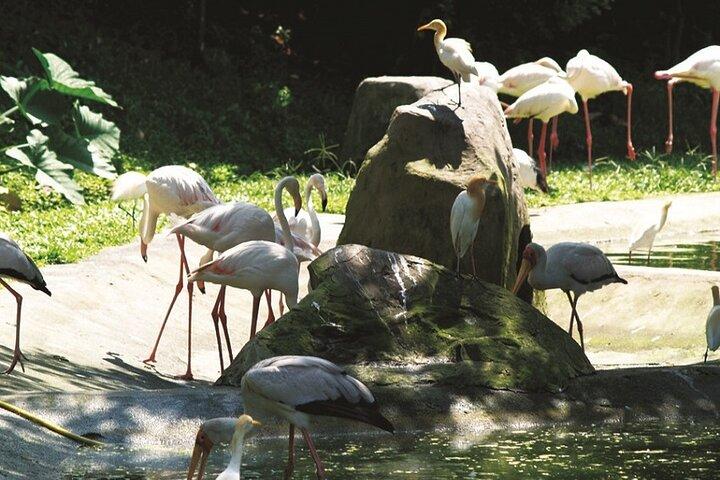 クアラルンプール公園ツアー：ラン園、バタフライパーク＆バードパーク