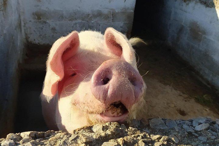 Naxos Farm Experience and cheese making