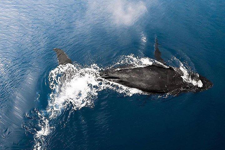オアフ島ホエールウォッチングツアー