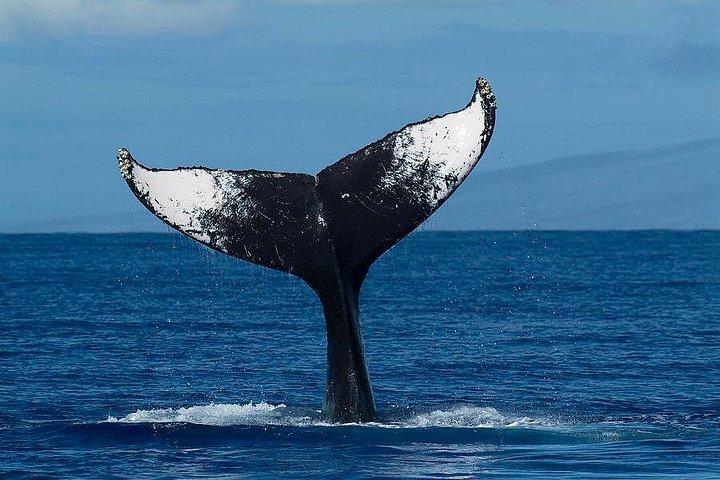 オアフ島ホエールウォッチングツアー