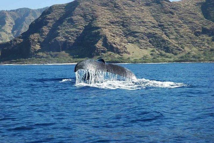 オアフ島ホエールウォッチングツアー