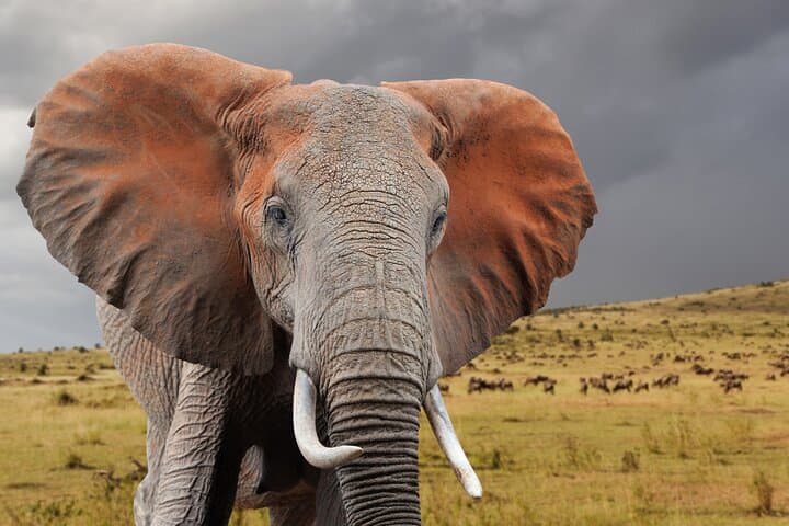 4 Days Masai Mara and Lake Nakuru Safari