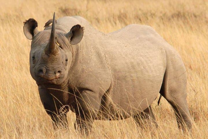 4 Days Masai Mara and Lake Nakuru Safari