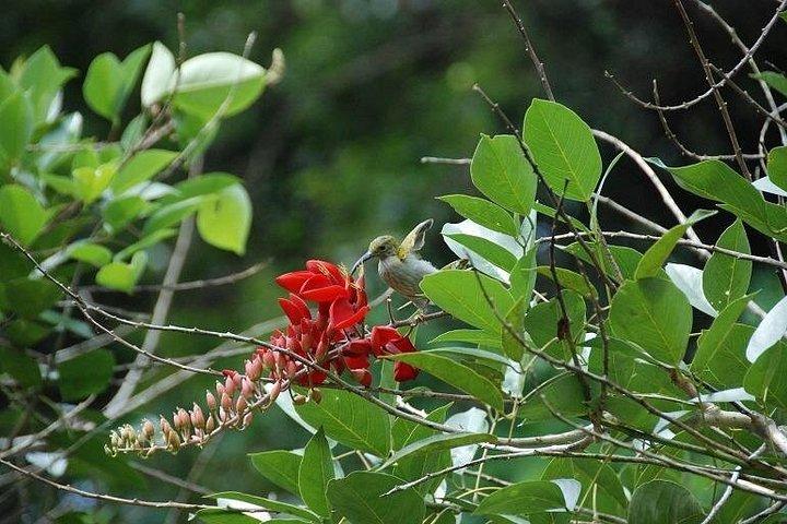 Half-Day Langkawi Rainforest Trekking Tour