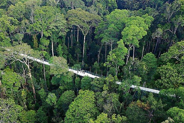 Descoberta Natural do Habitat em Penang Hill