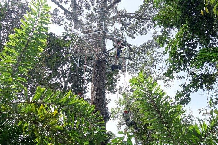 Descoberta Natural do Habitat em Penang Hill