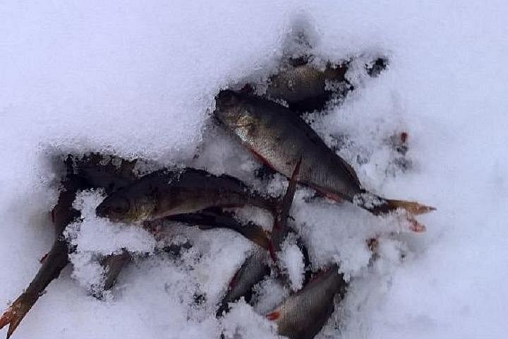 Dia Ártico com Pesca no Gelo e Flutuante