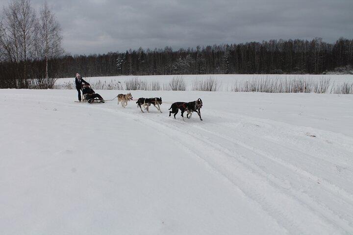 Husky Dog Sledding Tour fra Riga