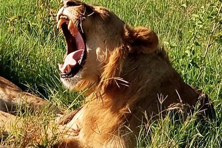 Masai Mara daglige spil drev