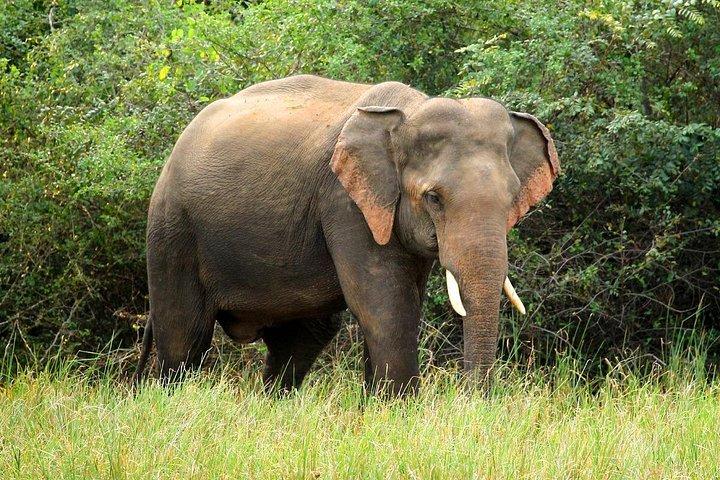 ミンネリヤ国立公園エレファントサファリ