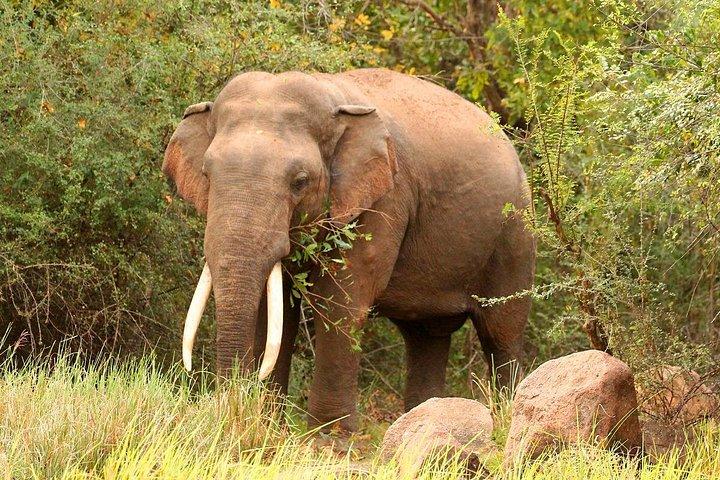 ミンネリヤ国立公園エレファントサファリ