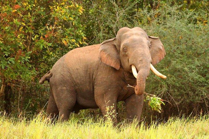 ミンネリヤ国立公園エレファントサファリ