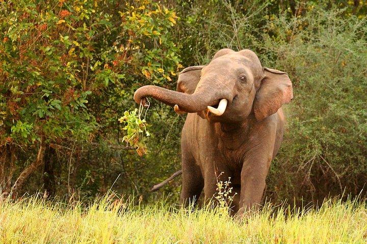 ミンネリヤ国立公園エレファントサファリ