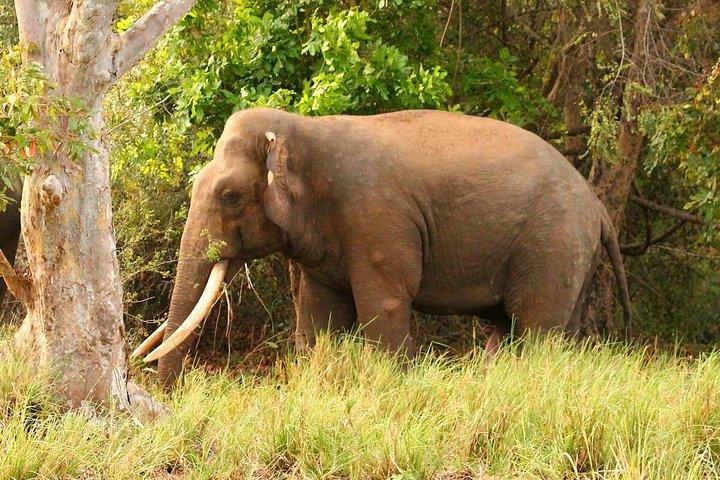 ミンネリヤ国立公園エレファントサファリ