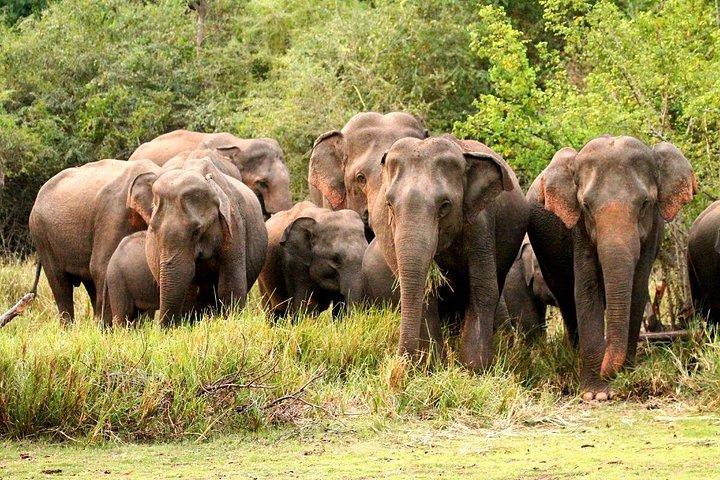 ミンネリヤ国立公園エレファントサファリ