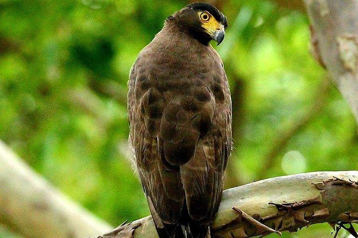 ミンネリヤ国立公園エレファントサファリ