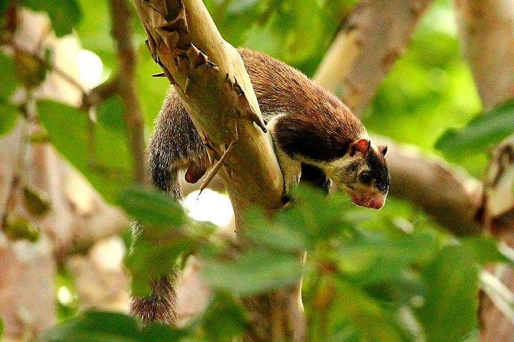 ミンネリヤ国立公園エレファントサファリ