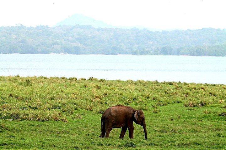 ミンネリヤ国立公園エレファントサファリ
