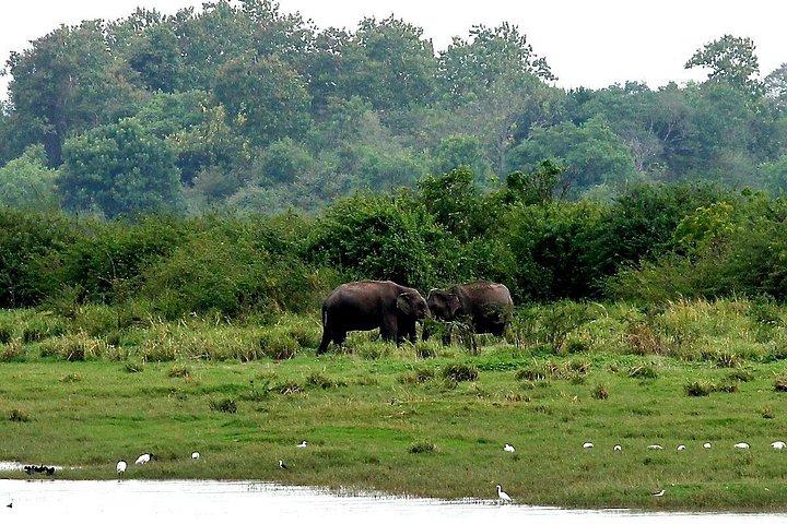 ミンネリヤ国立公園エレファントサファリ