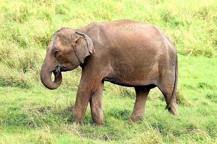 ミンネリヤ国立公園エレファントサファリ