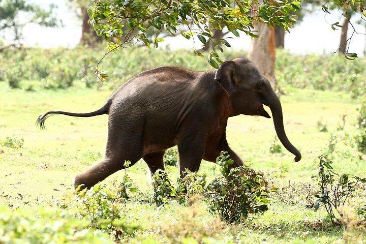 ミンネリヤ国立公園エレファントサファリ