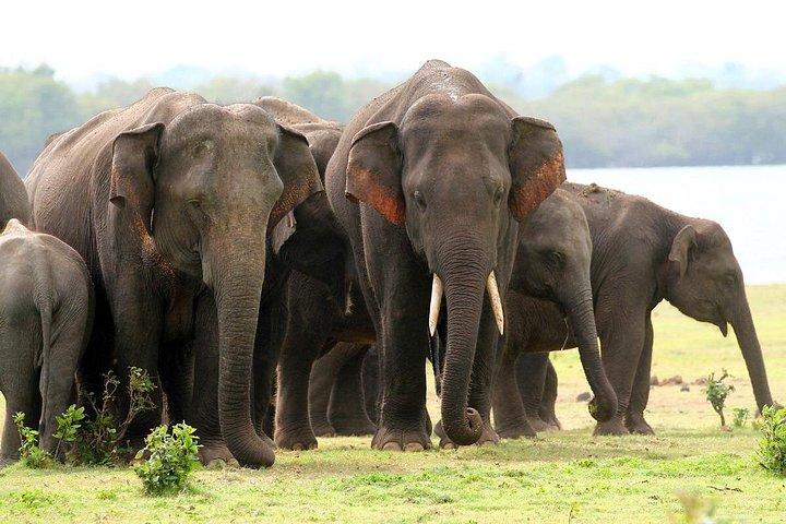 ミンネリヤ国立公園エレファントサファリ