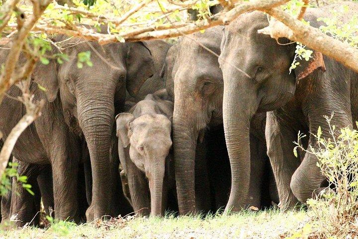 ミンネリヤ国立公園エレファントサファリ