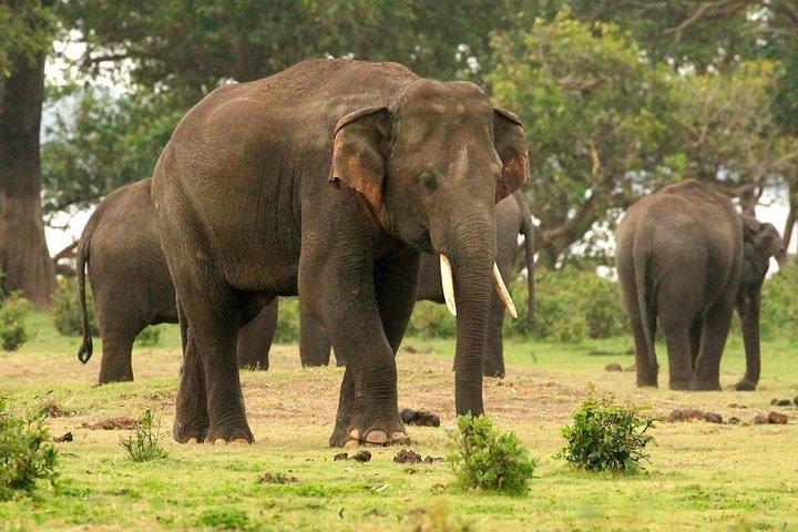 ミンネリヤ国立公園エレファントサファリ