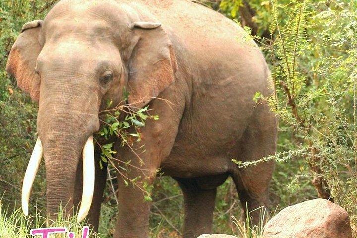 ミンネリヤ国立公園エレファントサファリ