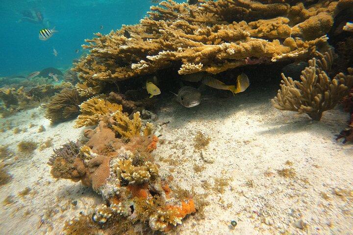 Excursão VIP Semiprivada de 3 Horas Isla Mujeres Experiência Completa de Snorkeling