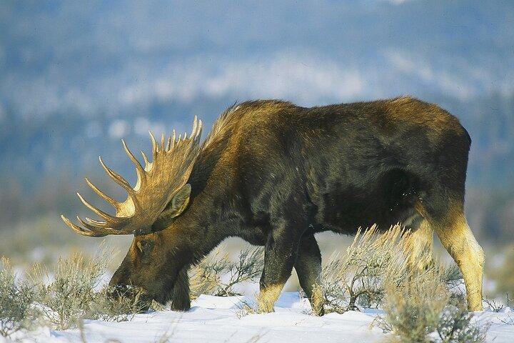 野生動物サファリ、エルク避難そり乗り、冬の牧場ディナー