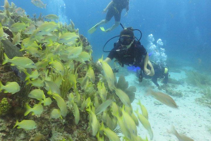 Scuba Diving (1st time) in Cancun Beginner's WELCOMED!