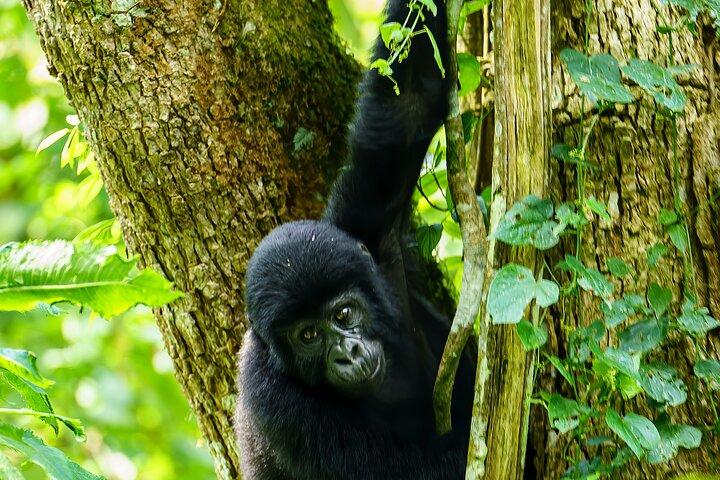 Privat 3-dages Gorilla Trekking Safari i Uganda