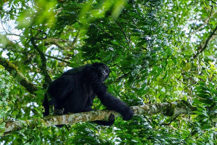 Privat 3-dages Gorilla Trekking Safari i Uganda