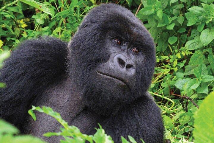 Privat 3-dages Gorilla Trekking Safari i Uganda
