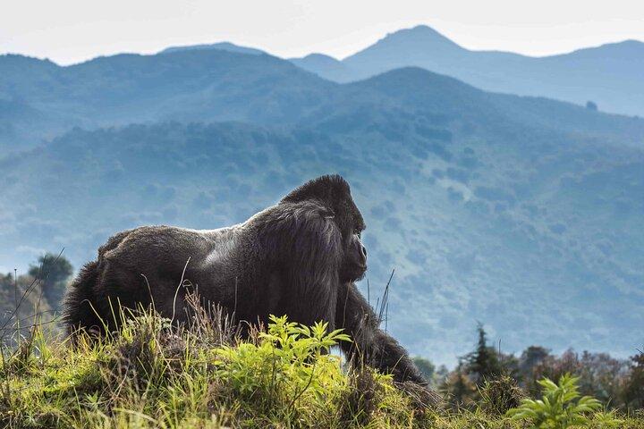 Private 3 Day Gorilla Trekking Safari in Uganda