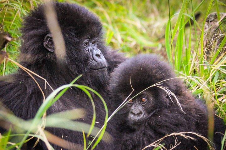 Private 3 Day Gorilla Trekking Safari in Uganda