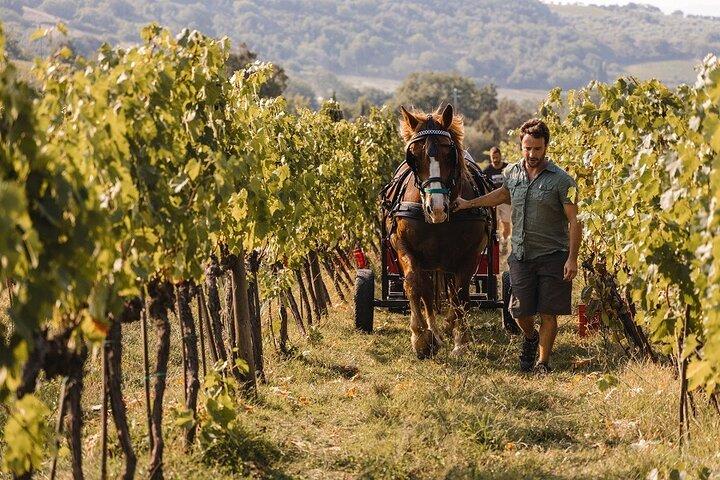 Exclusive Private Brunello di Montalcino Experience from Florence