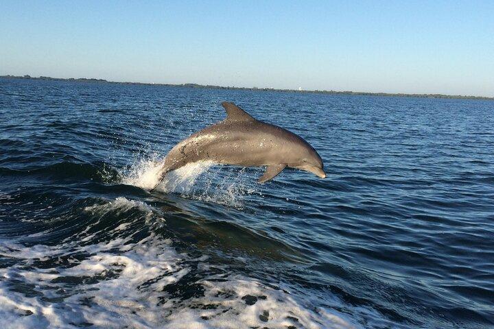Natuurcruise en ecotour om dolfijnen te spotten vanuit Hubbard's Marina in John's Pass