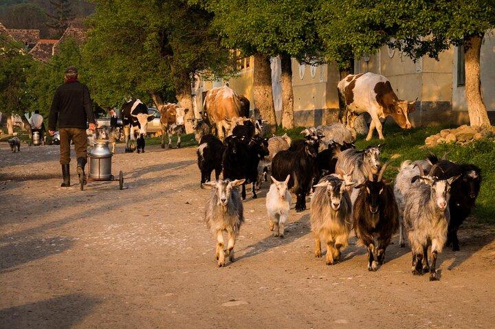4-Day Private Tour in Transylvania from Bucharest